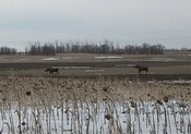 Moose moving through sunflower field