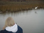 immature whooper