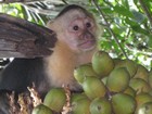 White-faced monkey