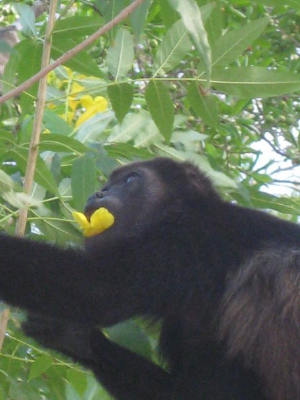 Howler monkey eating flowers