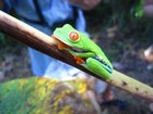 colorful character
