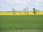 Canola field